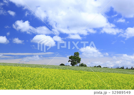 北海道 富良野市 菜の花とじゃがいもの花が咲く丘 北海道 富良野市 菜の花とじゃがいもの花が咲く丘 32989549