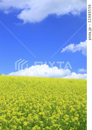 北海道　美瑛町　キガラシ畑とちぎれ雲 32989556