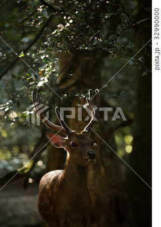 夏の奈良公園の鹿を撮影したもの 夏の奈良公園の鹿を撮影したもの 32990000