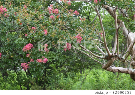 サルスベリ（百日紅） 32990255