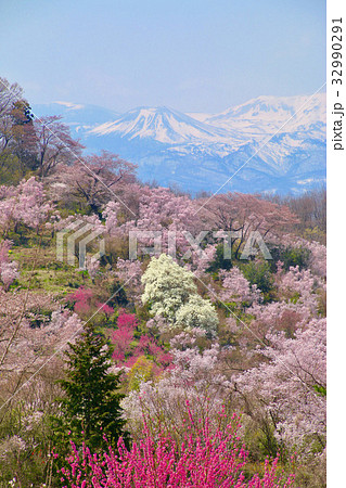花見山と吾妻小富士(福島市) 花見山と吾妻小富士(福島市) 32990291
