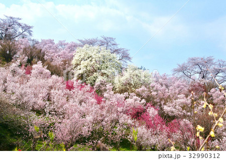 花見山（福島市） 32990312