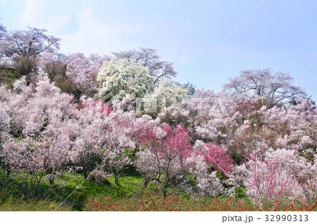 花見山(福島市) 花見山(福島市) 32990313