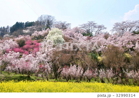 花見山（福島市） 32990314