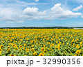 ひまわり畑 32990356