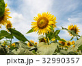 ひまわり 32990357