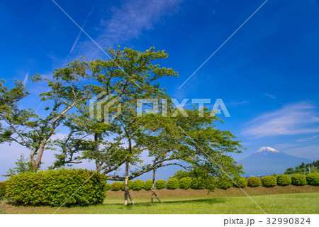 【静岡県】初夏の山中城址公園、桜の木越しに富士山 32990824