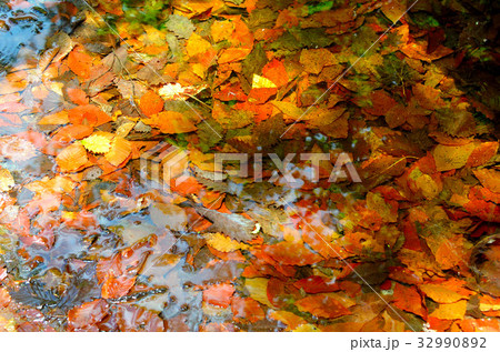 落葉 落葉 32990892