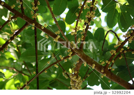 Yellow fruit on the branches. Yellow fruit on the branches. 32992204