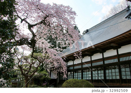 大蔵寺の桜(福島市) 大蔵寺の桜(福島市) 32992509