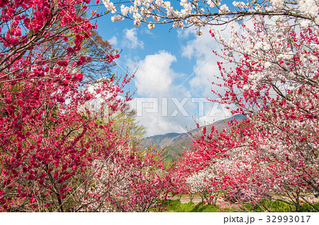 長野県下伊那郡 阿智村　月川温泉の花桃 32993017