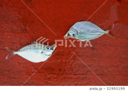 Dead fish on the stern of sailing boat 32993199