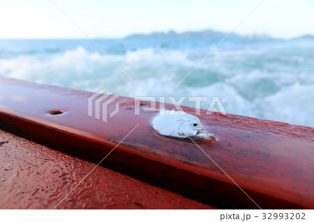 Dead fish on the stern of sailing boat 32993202