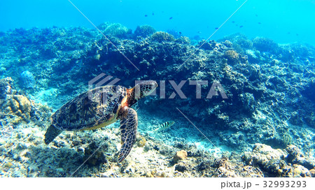 沖縄　渡嘉敷島の渡嘉志久ビーチ　アオウミガメの水中写真 32993293