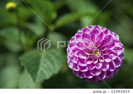 Dahlia Fermain flower, close-up 32993834