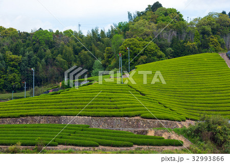茶畑 茶畑 32993866