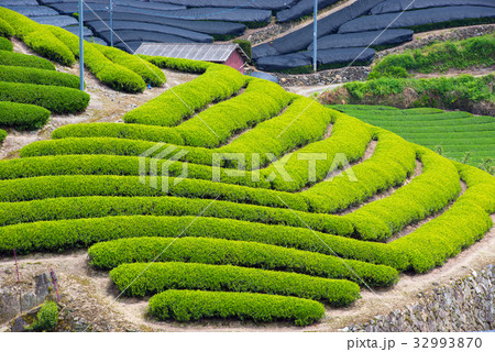 茶畑 茶畑 32993870