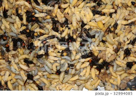 Life cycle of wasp and larva on the nest Life cycle of wasp and larva on the nest 32994085