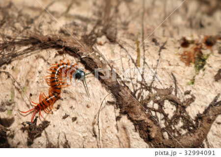 Centipede with beautiful colors in the garden 32994091