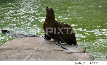 Sea lion on rock 32994329