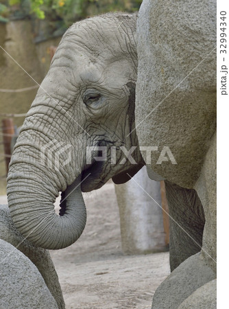 baby elephant at zoo 32994340