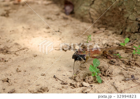 Lizards eat insects in the garden 32994823