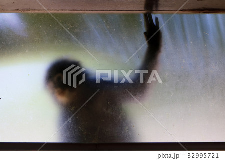 The monkey on the window,Dusky Langur. 32995721