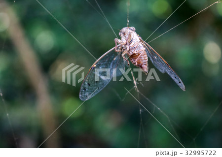 Cicada died on the spider web. 32995722