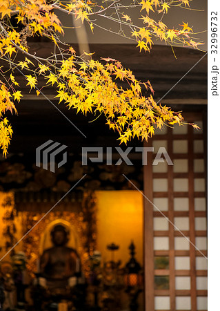化野念仏寺、金色の楓 32996732
