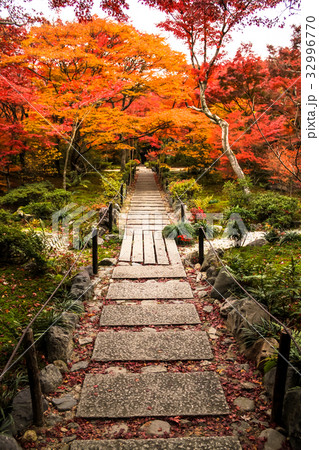 宝筐院の庭、石畳と紅葉 宝筐院の庭、石畳と紅葉 32996770