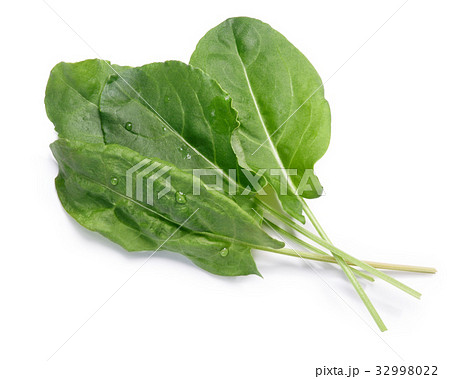 Leaves of Sorrel Rumex acetosa, paths 32998022