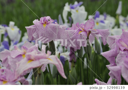 花菖蒲、水辺の貴婦人@加茂荘、掛川市、静岡県 花菖蒲、水辺の貴婦人@加茂荘、掛川市、静岡県 32998139