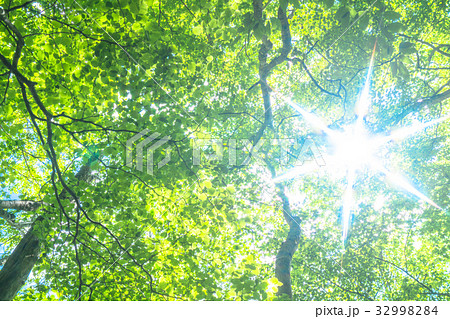 新緑エコイメージ 32998284