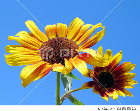 Toronto High Park beautiful sunflowers 2016 32998915