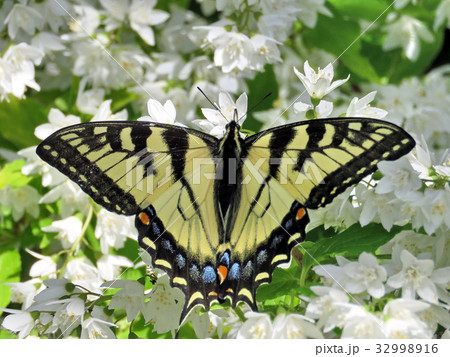 Toronto High Park Eastern Tiger Swallowtail 2017 32998916