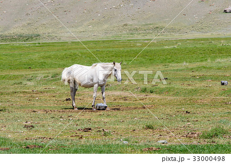 Lonely horse in Altai steppe 33000498