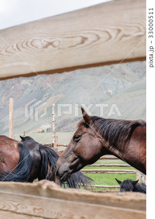 A small herd of horses in corral 33000511