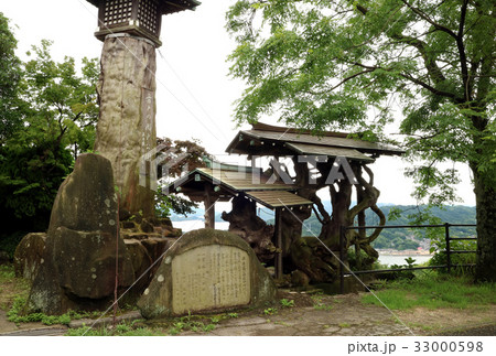 音戸の瀬戸の日本一の大欅根株 音戸の瀬戸の日本一の大欅根株 33000598