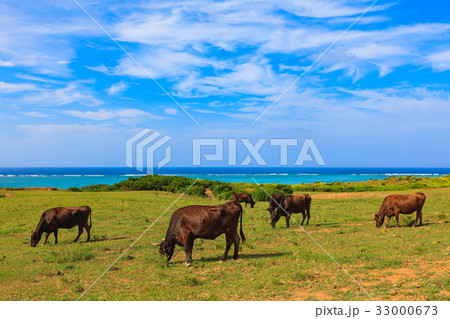 牛　石垣島　海　 33000673
