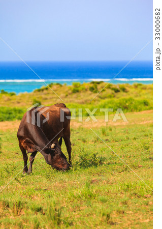 牛 石垣島 海 牛 石垣島 海 33000682