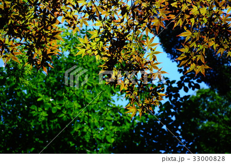 新緑の葉っぱ 新緑の葉っぱ 33000828