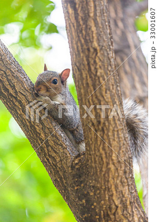 木登りをする野生のハイイロリス　アメリカ・ワシントンD.C. 33001607