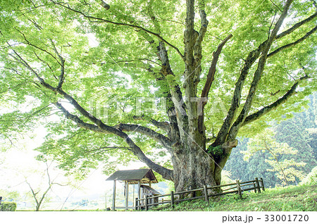 ケヤキの大樹 秋田県の写真素材