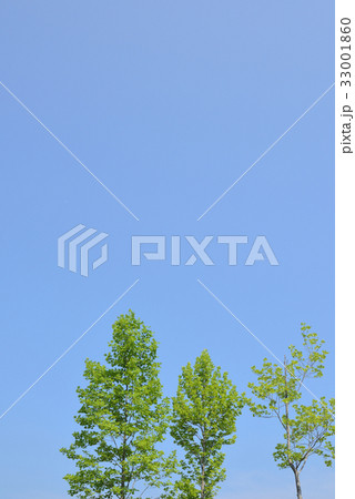 百合の木と夏の青空 百合の木と夏の青空 33001860