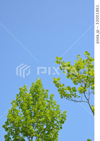 百合の木と夏の青空 百合の木と夏の青空 33001861