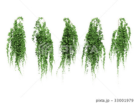 ツタ セット ツタ セット 33001979