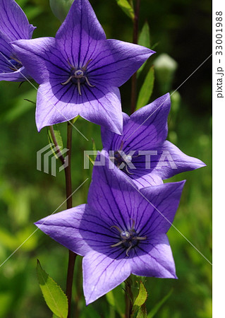 自然 植物 キキョウ 秋の七草 の一つですが開花は六月頃から 紫の花は強い日差しに負けませんの写真素材