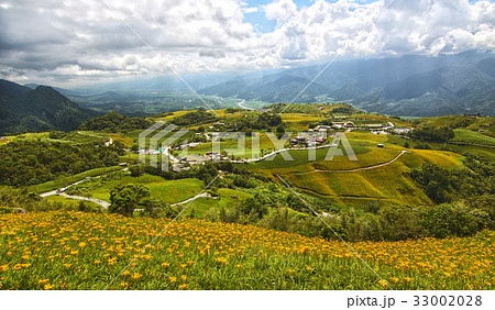 ニッコウキスゲ キスゲ デイリリー 33002028