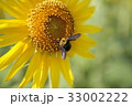 ヒマワリと蜂 33002222