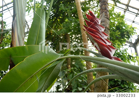 筑波実験植物園ヘリコニア・カリバエア 33002233